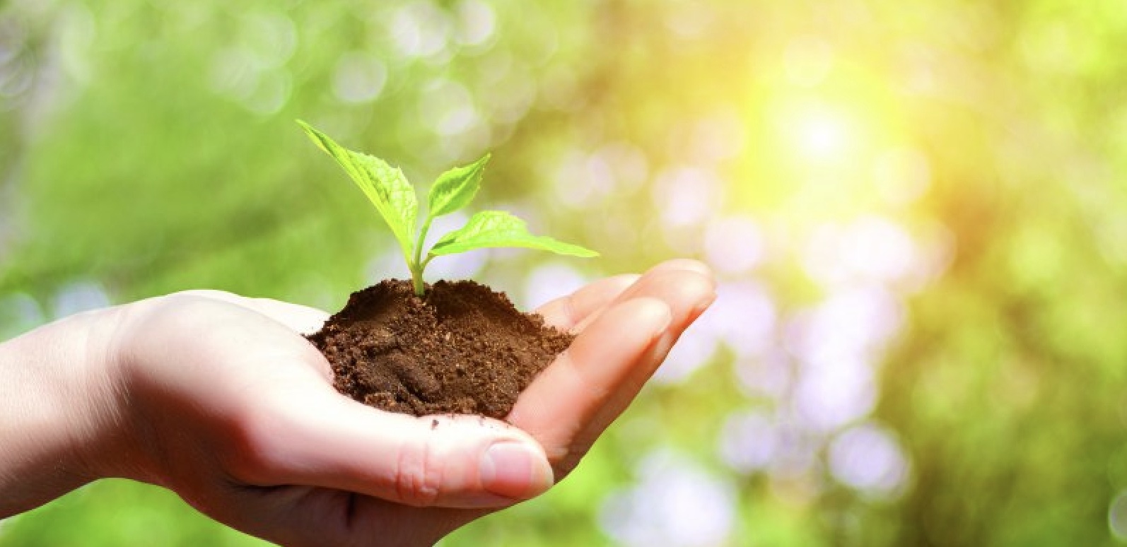 Imagen de una mano con una planta simbolizando el medio ambiente con el reciclaje de las ventanas de PVC